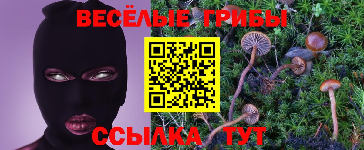 Бор  Псилоцибиновые грибы Psilocybine cubensis  Вход с VPN 